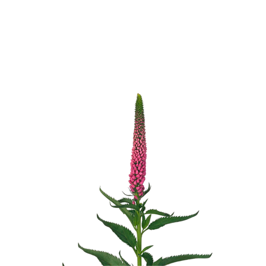 9 Veronika Smart Iselle