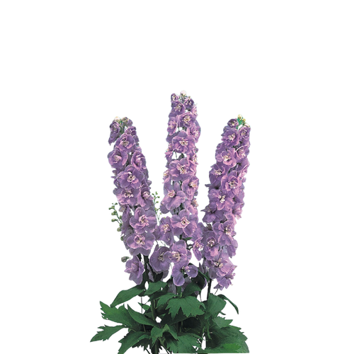 9 Delphinium Du Aurora Lave