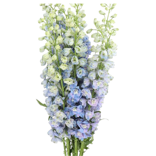 9 Delhinium  Du Guard Blue