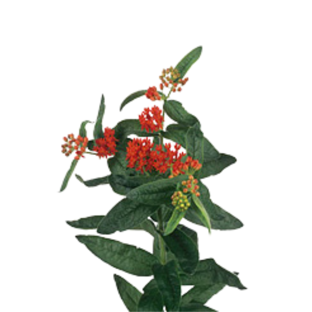 9 Ascelepias Incarnata