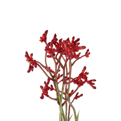 9 Anigoz Early Spring