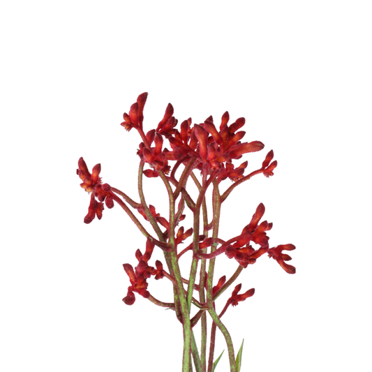 9 Anigoz Early Spring