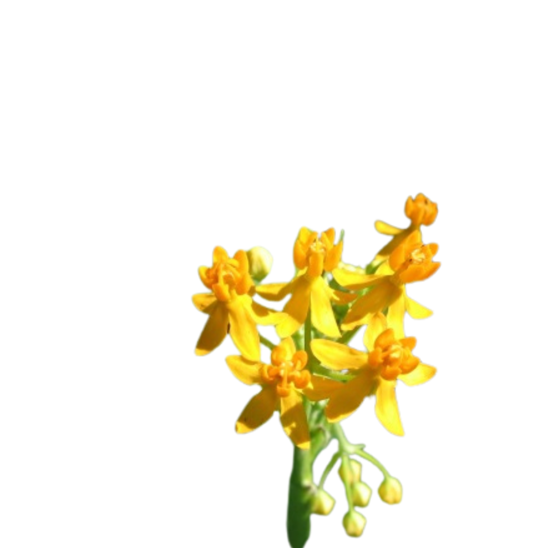 9 Ascl Silky Gold
