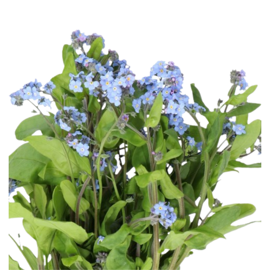 9 Neaizmirstulīte Blue Memory