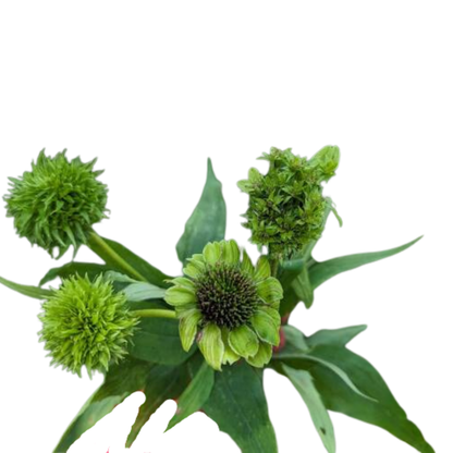9 Carthamus Decogreen