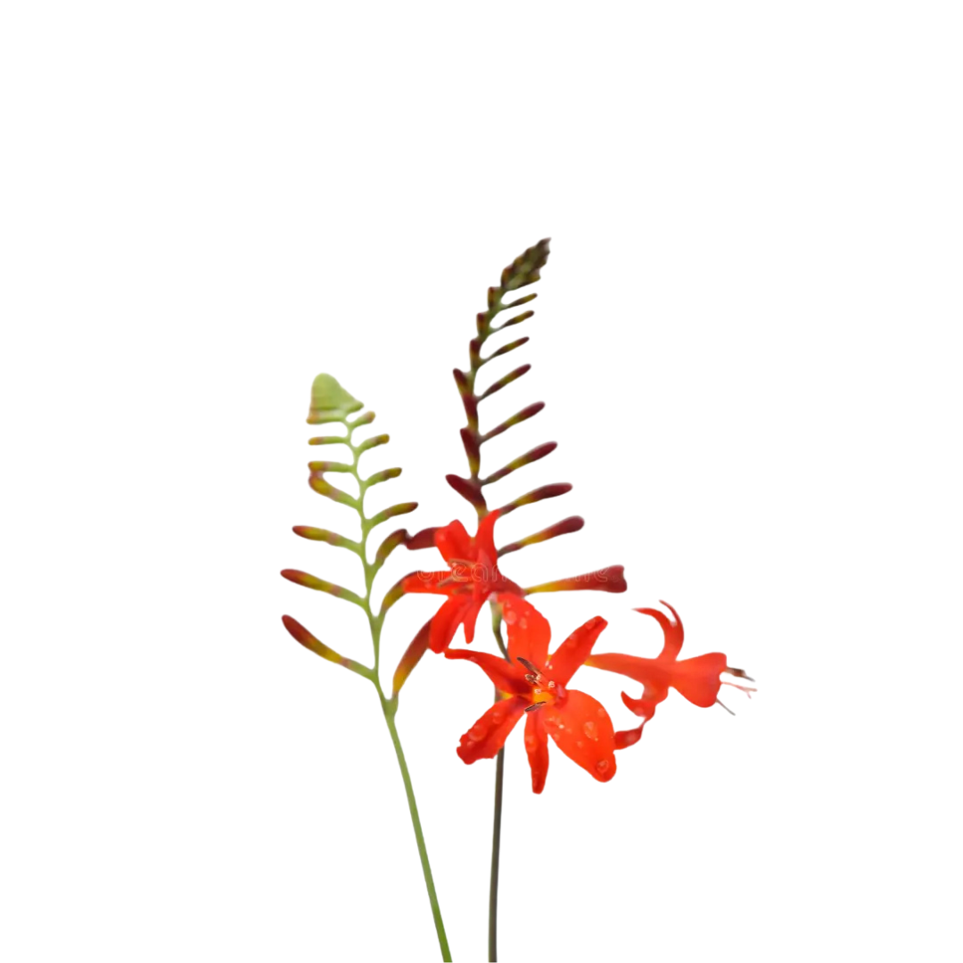 9 Crocosmia Lucifer