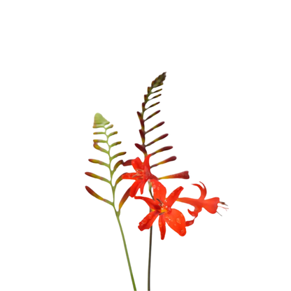 9 Crocosmia Lucifer