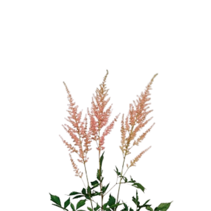 9 Astilbe Erika