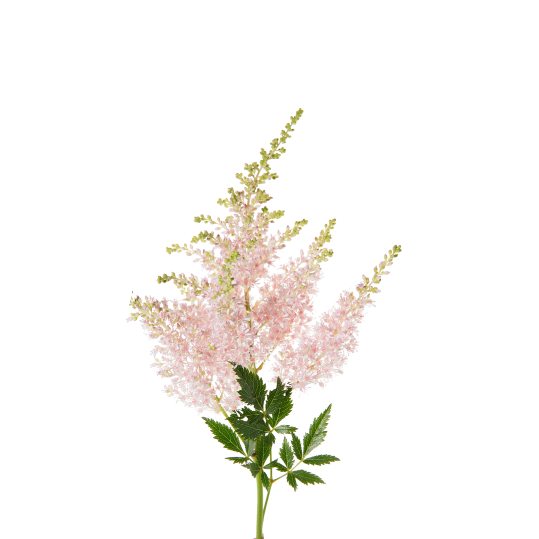 9 Astilbe Europa