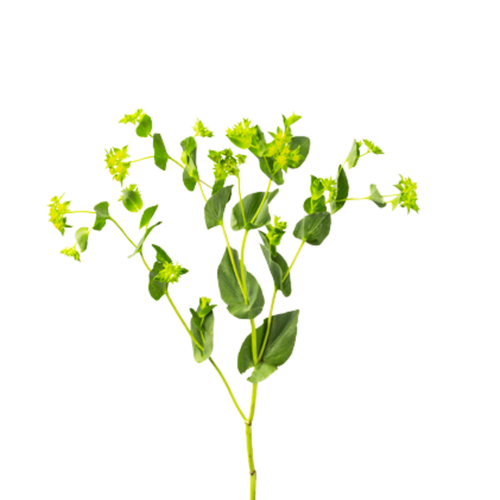 9 Bupleurum rotundifolium