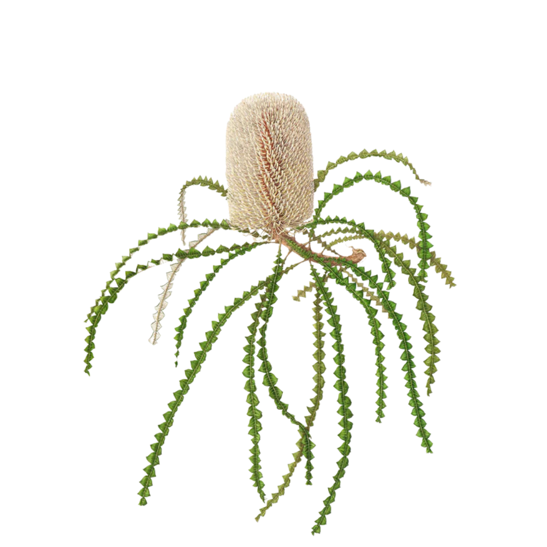 9 Banksia speciosa