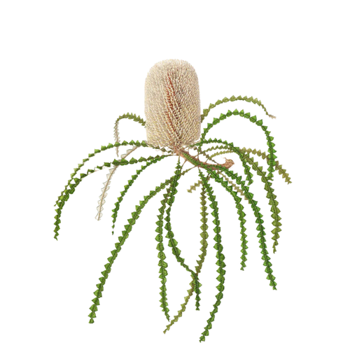 9 Banksia speciosa