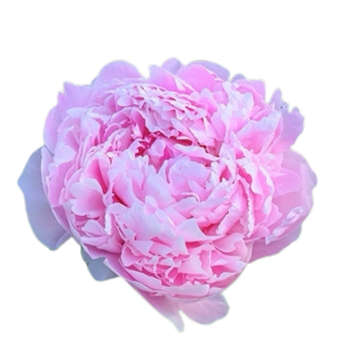 9 Peonija Sarah Bernhardt