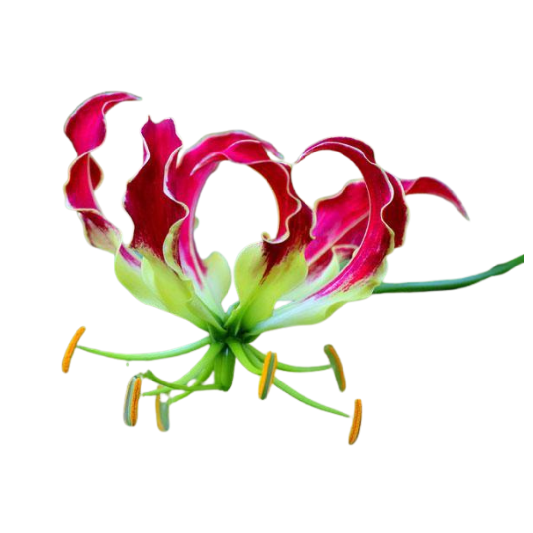 9 Gloriosa Rothsildiana