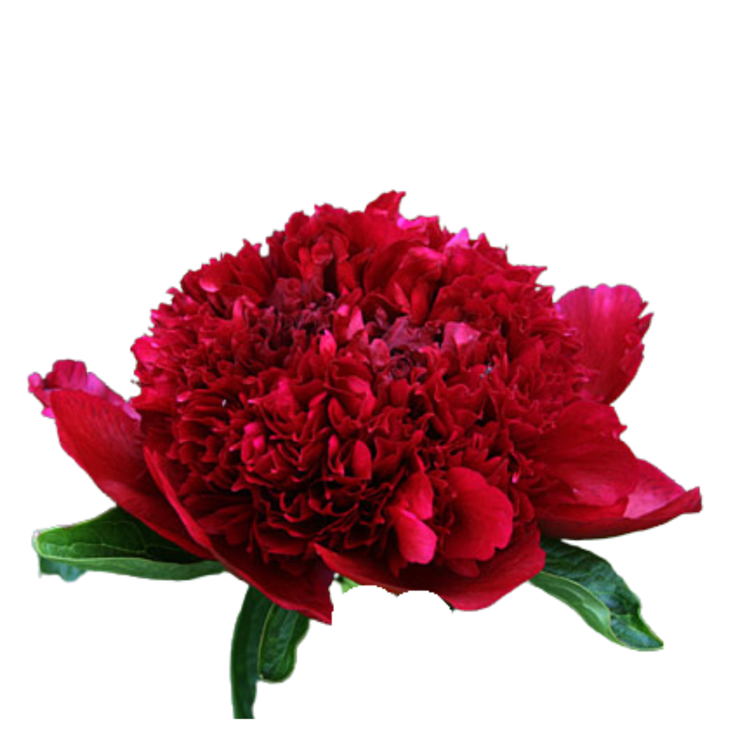 9 Peonija Red Sharm