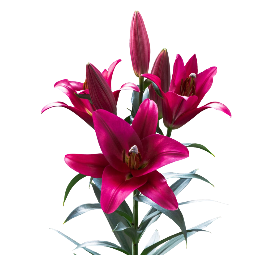 9 Lillija Pure Passion