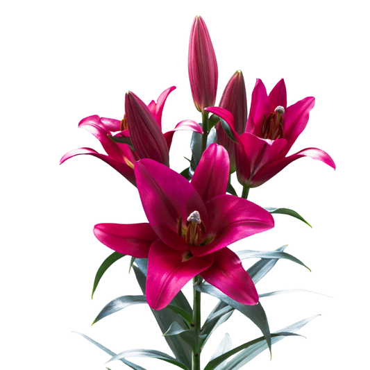 9 Lillija Pure Passion