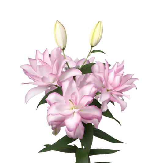 9 Lillija Anouska