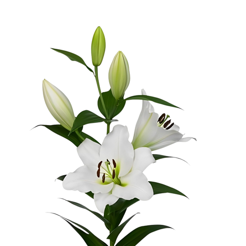 9 Lillija Tisento