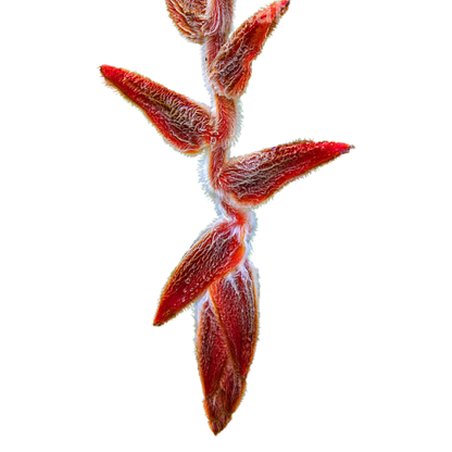 6 Helic vel she king