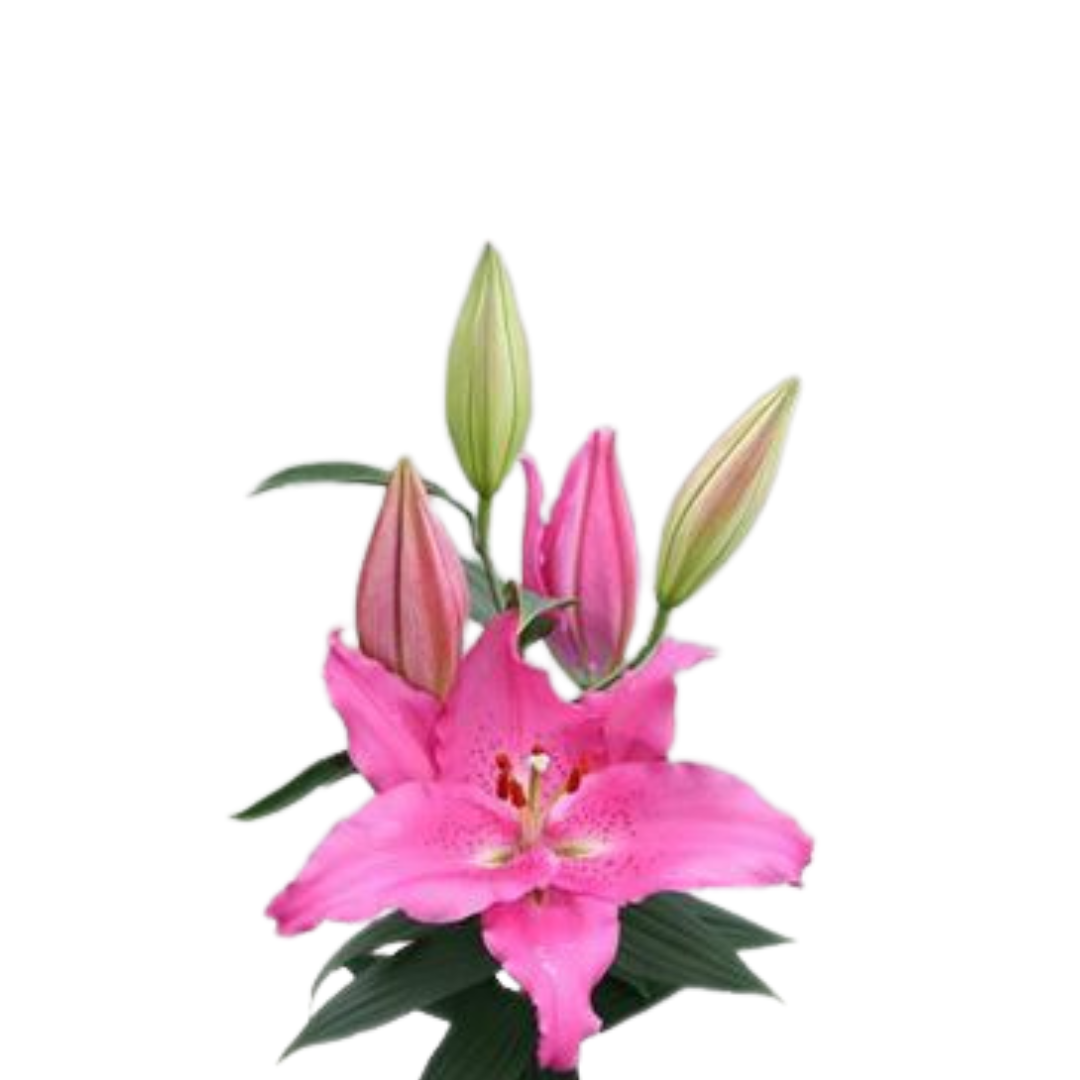 9 Lilija Catemano