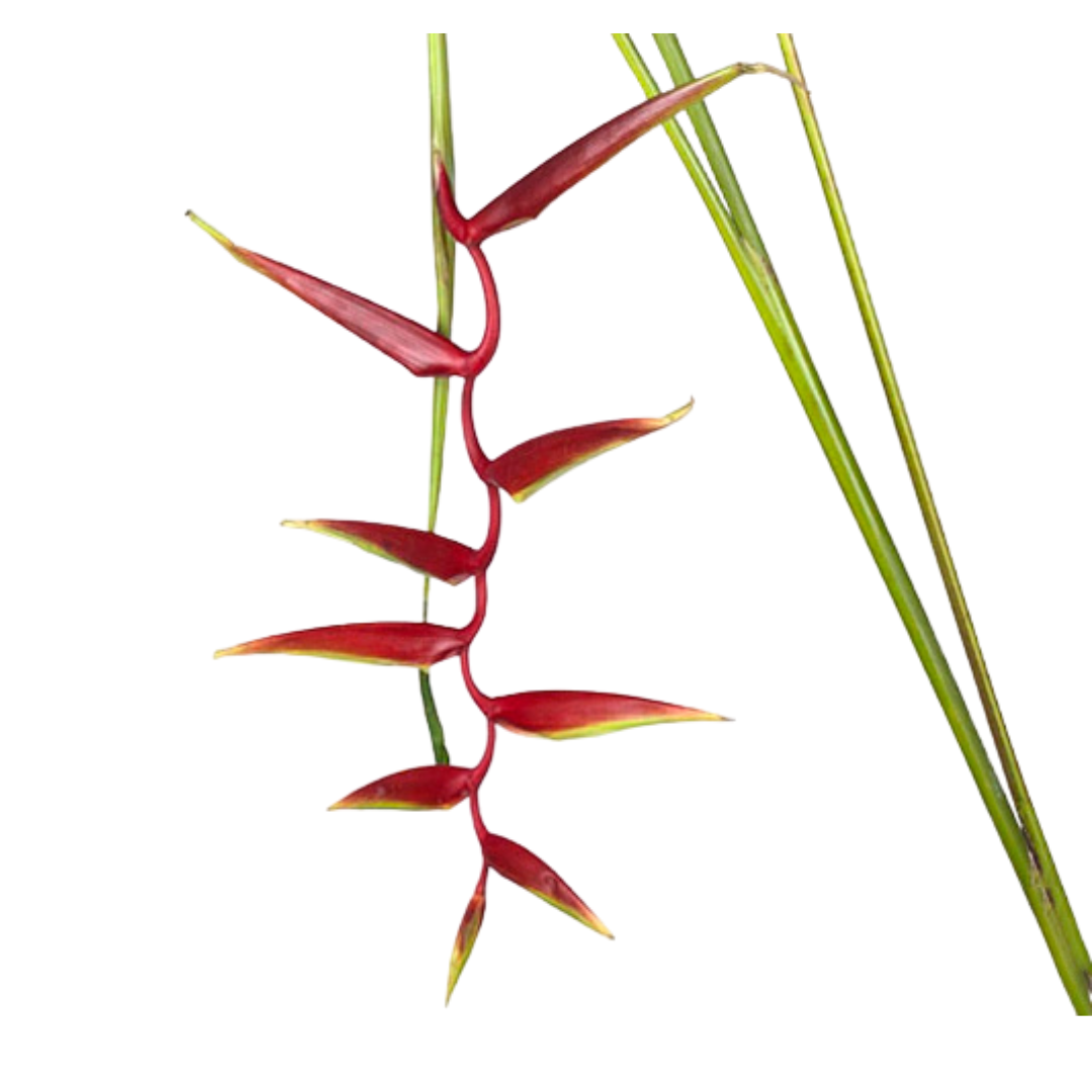 6 Hellic she sexy scarl