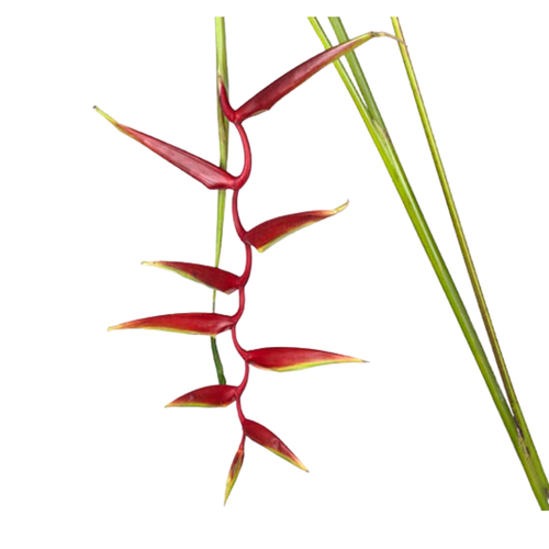 6 Hellic she sexy scarl