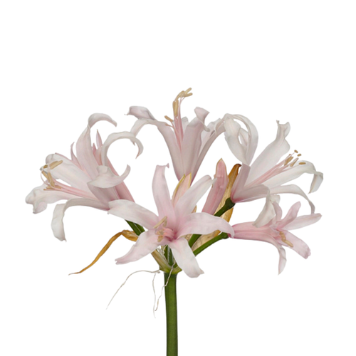 9 Nerine White Charm