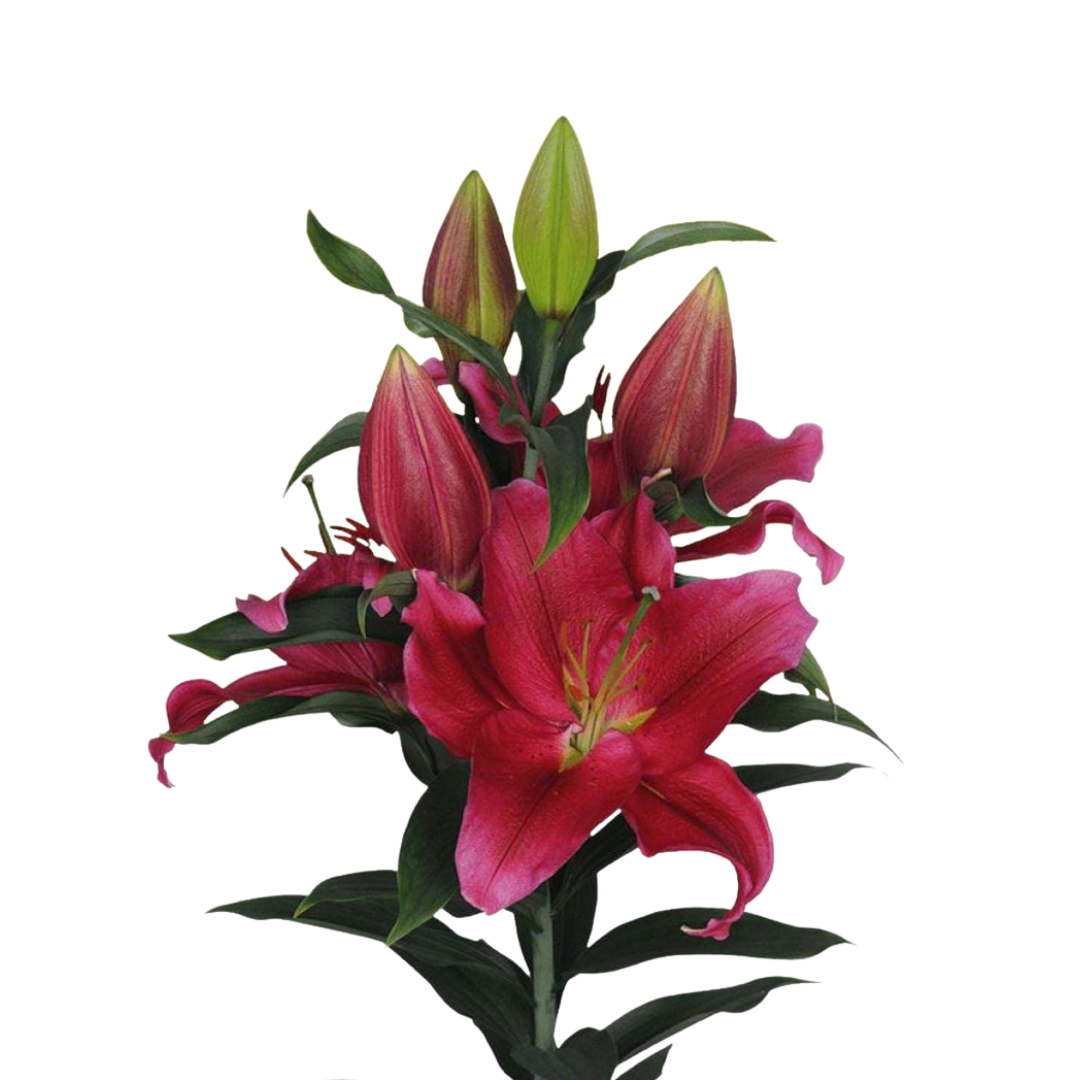 9 Lillija Red Dawn