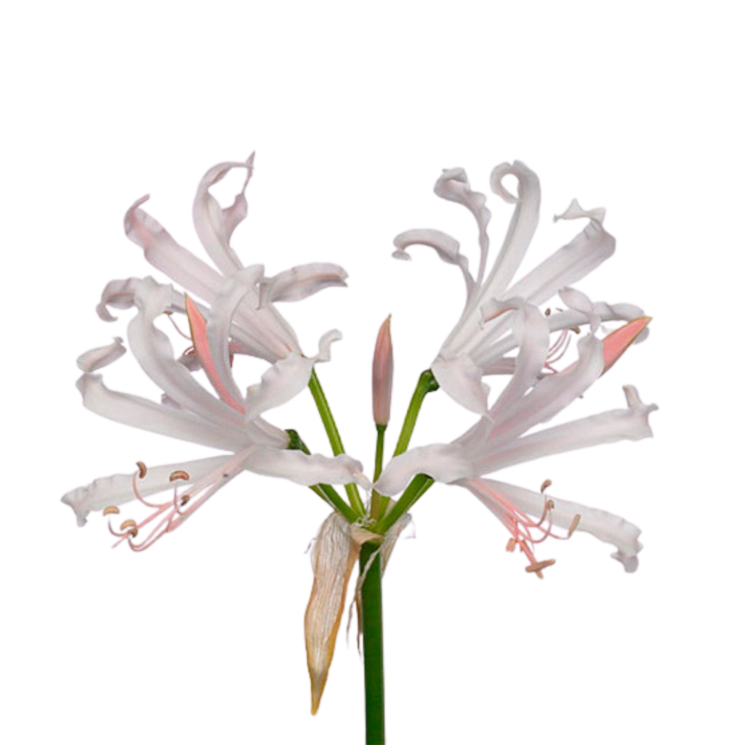 9 Nerine Sofie