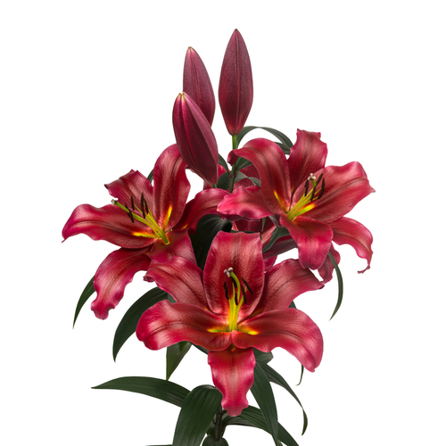9 Lillija Lasting Love
