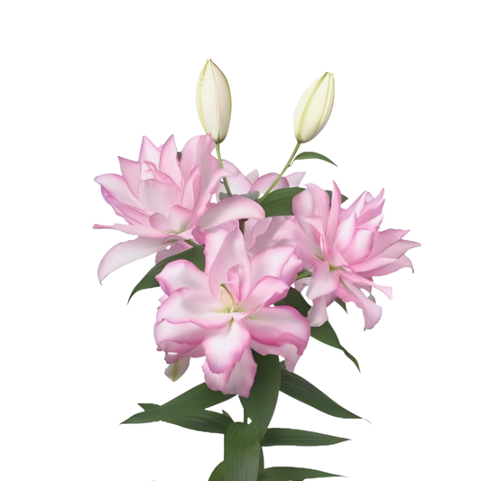 9 Lillija Lot Dream