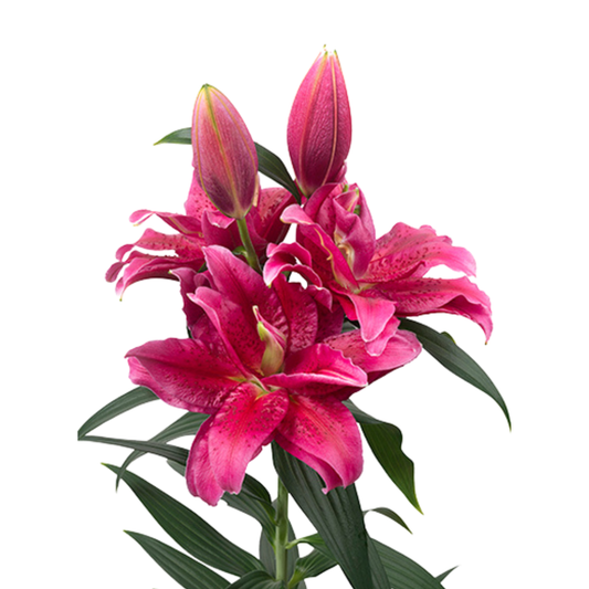 9 Lillija Dalinda