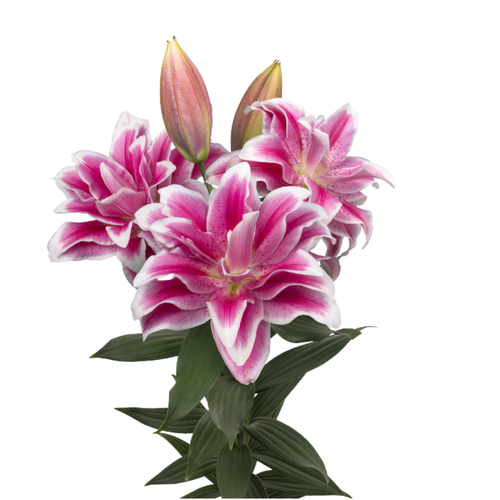 9 Lillija Olympia