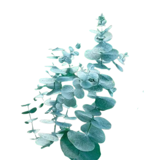9 Eikalipts Baby Blue