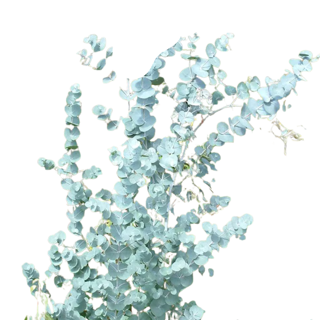 9 Eikalipts ‘Gunnii’