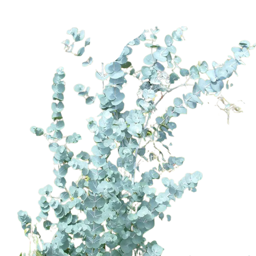 9 Eikalipts ‘Gunnii’
