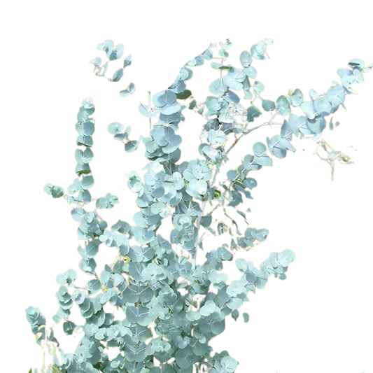 9 Eikalipts ‘Gunnii’