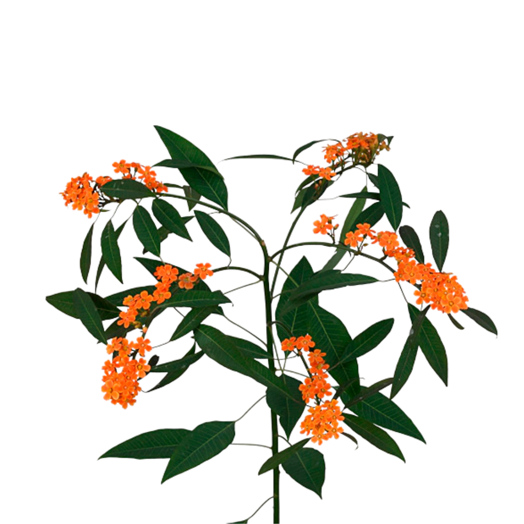 9 Eiforbija Sunstream