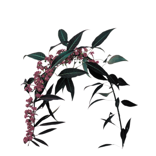 9  Eiforbija Samtrot