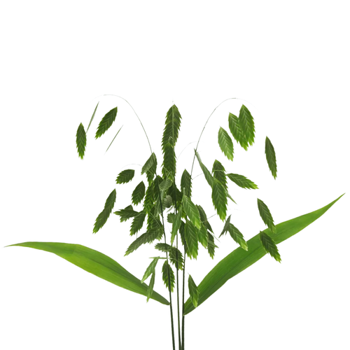 20 Platlapu hanzmanthija