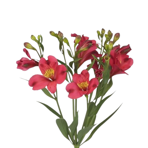 9 Alstromērija ‘Florinca Sangria’