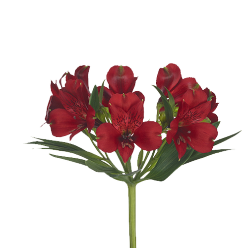 9 Alstromērija Lambada