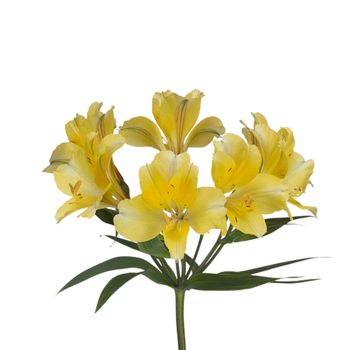 9 Alstromērija Morning Star