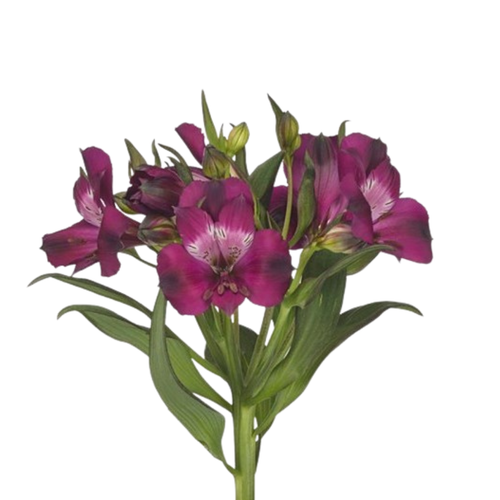 9 Alstromērija Bubblicious