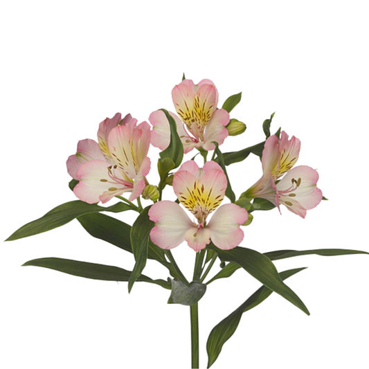 9 Alstromērija True Dream