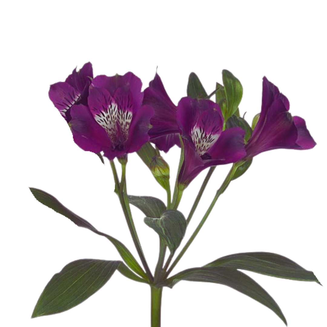 9 Alstromērija Carline