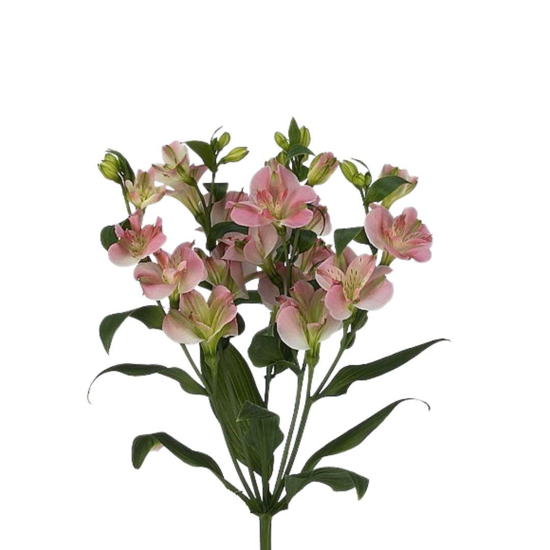 9 Alstromērija Charmelia