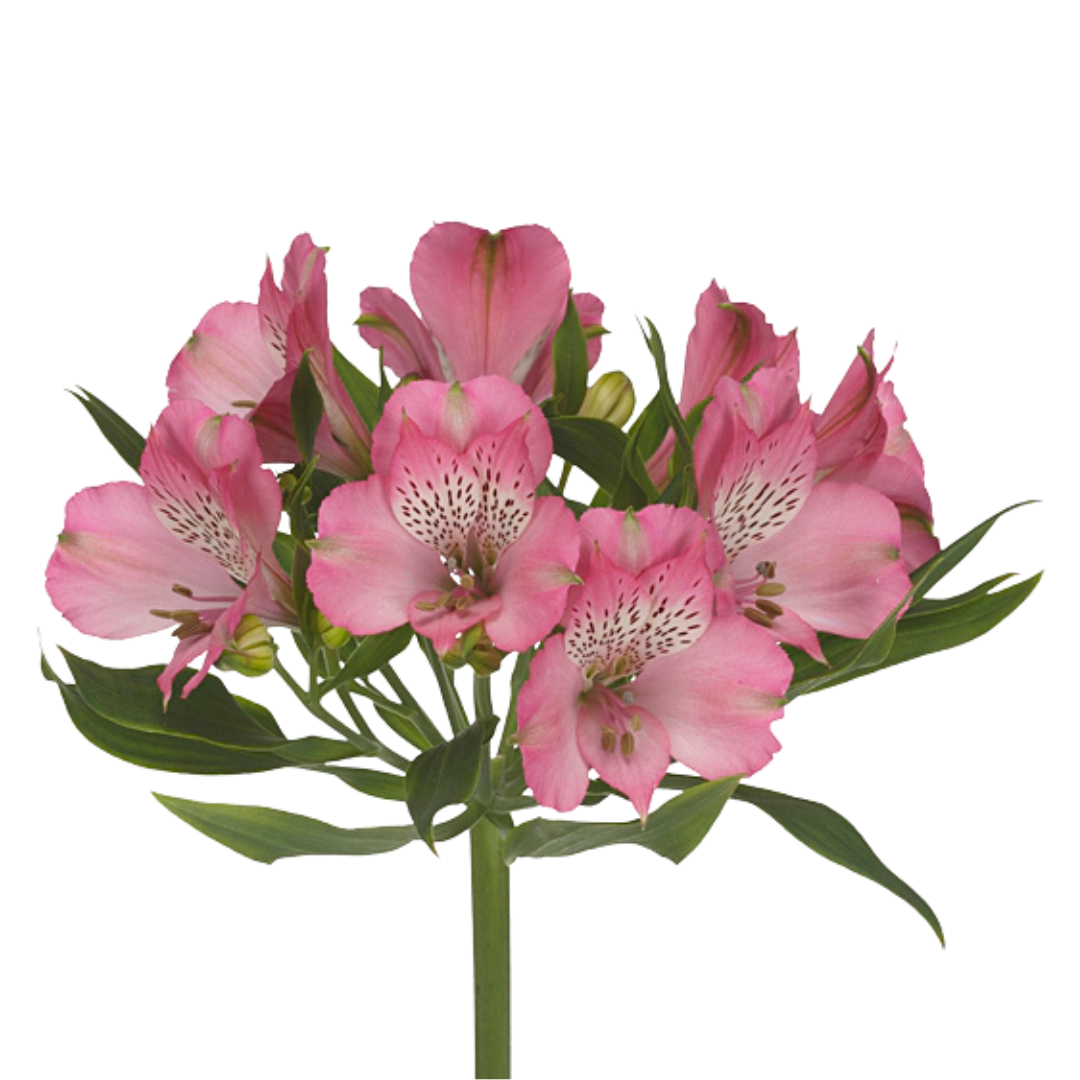 9 Alstromērija Avianna