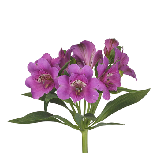 9 Alstromērija Falipo